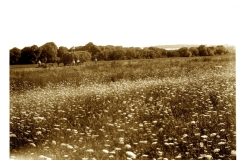 “Hayfield at the Atlantic House.” Workers gather hay with a horse-drawn wagon in a coastal meadow, likely Scarborough, Maine, late 1800s.