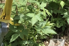 1_Survey-06262019-granite-marker-corner-Holmes-Grapevine-Ln