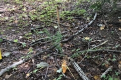 1_Survey-06262019-markers-in-back-of-school-house