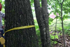 1_Survey-06262019-post-behind-tree-background-Beech-Ridge-Rd