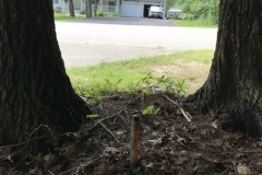 1_Survey-06262019-posts-on-back-neighbor-property-edge-on-Grapevine-Lane