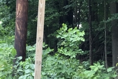 1_poison-ivy-along-Holmes-left-of-bldg-06262019