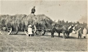 Historic view of hay wagon at the Nonesuch Farm in Scarborough. It Illustrating the agricultural landscape of the town in the late nineteenth century.
